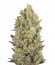 00 Cheese (00 Hashchis) fem (00 Seeds) семена конопли
