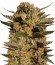 CBD Blue Shark fem семена конопли