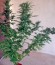 Wild Thailand fem (World of Seeds) семена конопли