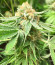 Godzilla Original Glue GG#4 fem (Herbies Seeds) семена конопли