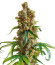 San Bacio Burger fem (Advanced Seeds) семена конопли