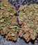 Californian Snow auto fem семена конопли