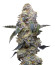 Farmer’s Daughter fem (Humboldt Seed Company) семена конопли