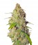 Auto Gagarin Haze fem сорт конопли