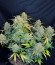 Gelato Auto fem (Herbies Seeds) семена конопли