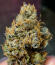 Zillions fem от Barney's Farm семена конопли