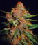 Lemon Cherry Cookies Auto fem (FastBuds) семена конопли