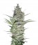 Ak 47 fem сорт конопли