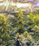 Wedding Cheesecake FF fem (FastBuds) семена конопли