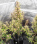Zkittlez Auto fem (Cali Buds Seeds) семена конопли