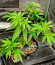 Deepforest Super Auto fem (Doctor’s Choice) семена конопли