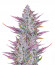 Wedding Glue Auto fem (FastBuds) семена конопли
