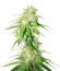 Gelato Glue Autoflower fem (Easy Grow Seeds) семена конопли