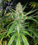 Monster Pebbles (Monster Genetics) семена конопли
