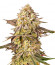 Blue Sunset Sherbert fem семена конопли