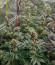 Ethos Cookies R2 fem (Ethos Genetics) семена конопли
