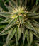RudeBoi OG F1 fem (Seedkeepers) семена конопли