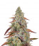 Grandaddy Purple fem семена конопли