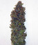 8 Ball Kush fem семена конопли