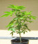 AK Kush Express (Kalashnikov Seeds) семена конопли
