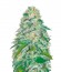Parmesan fem (Victory Seeds) семена конопли