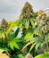 The White Fire OG fem (Seedkeepers) семена конопли
