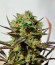 Delicious Candy fem (Delicious Seeds) семена конопли