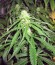 Сорт каннабиса Pineapple Chunk
