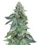 Vanilla Frosting fem (Humboldt Seed Company) семена конопли