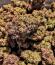 Strawberry Gorilla Auto RF3 fem (FastBuds) семена конопли