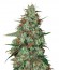 Wild Thailand Ryder Auto fem (World of Seeds) семена конопли