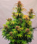 Lemon Cherry Cookies Auto fem (FastBuds) семена конопли