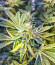 Fruit Gum fem (UKHTA420) семена конопли