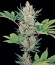 Blue Cheese Auto fem (Barney's Farm) семена конопли