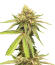 Watermelon Zkittlez Fast Version fem (Easy Grow Seeds) семена конопли