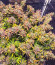 Chem Cookies fem (AlphaFem Seeds) семена конопли