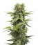 Dedoverde Haze fem семена конопли