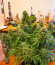 West Coast O.G. Auto fem (FastBuds) семена конопли