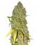 White Widow x Big Bud fem (Female Seeds) семена конопли