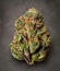 Z42 fem (FastBuds) семена конопли