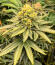 Watermelon Zkittlez Fast Version fem (Easy Grow Seeds) семена конопли