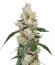 Medical Collection 8 (World of Seeds) микс семян конопли