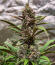 Strawberry Gorilla Auto RF3 fem (FastBuds) семена конопли