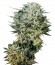Sugar Gom auto fem семена конопли