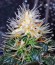 Sweet Tooth #1 fem (Barney's Farm) семена конопли