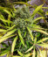 Chocolate Wafflez fem (Paradise Seeds) семена конопли