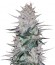 Peyote Cookies fem (Barney's Farm) семена конопли