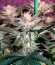 Monster Zkittles (Monster Genetics) семена конопли