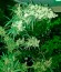 Wild Thailand fem (World of Seeds) семена конопли