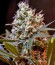 Green Poison F1 Fast Version fem (Sweet Seeds) семена конопли